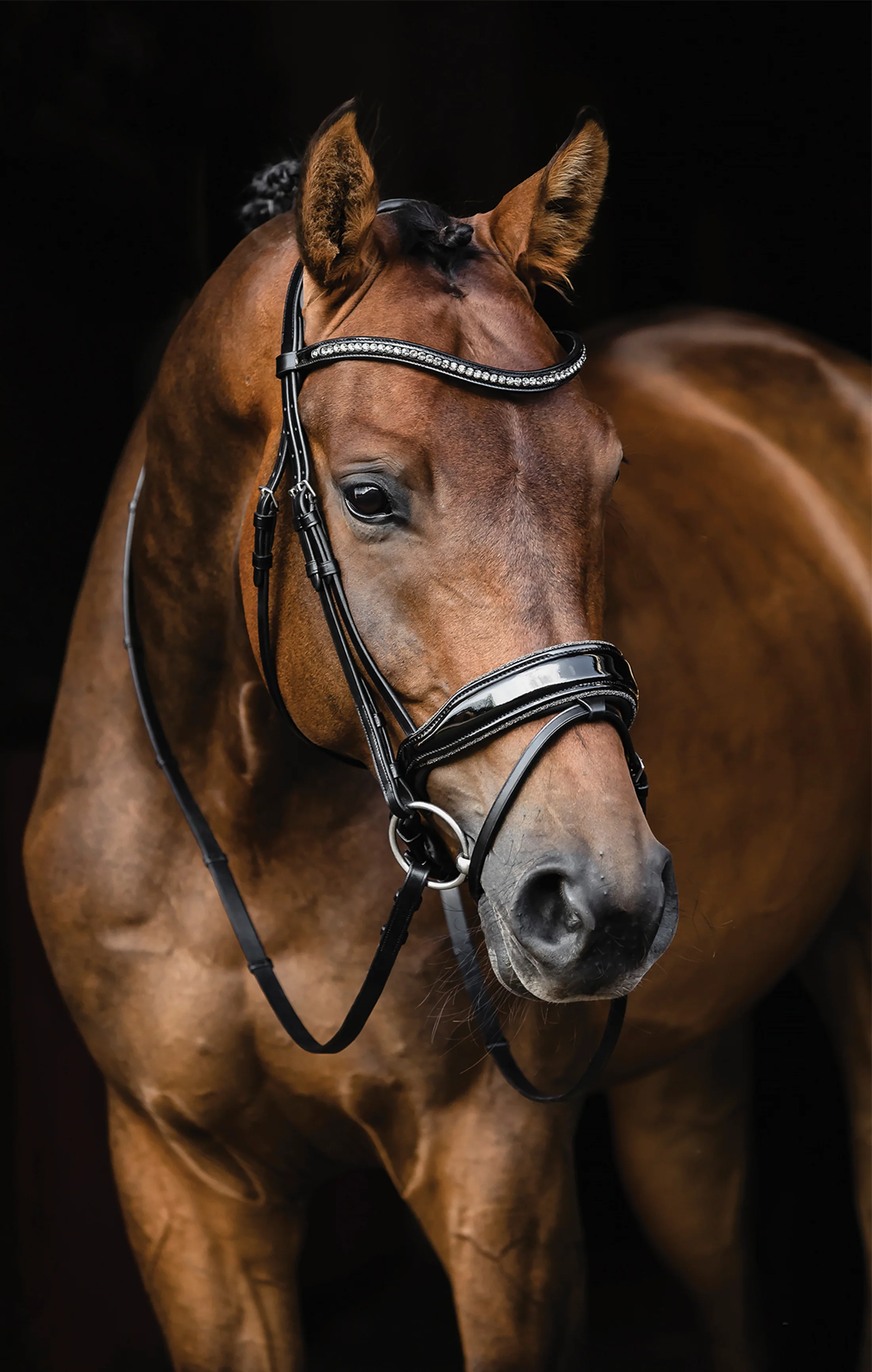Must-Have Tack from Top Brands